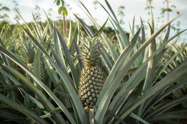 Ananas Roślina - Uprawa Egzotycznego Ananasa w Ogrodzie