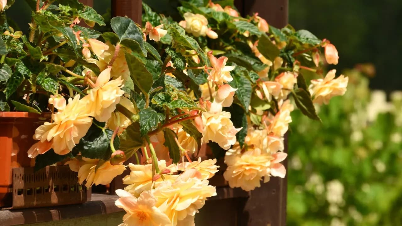 Begonia zwisająca - urok i pielęgnacja tej rośliny Begonia zwisająca - urok i pielęgnacja tej rośliny