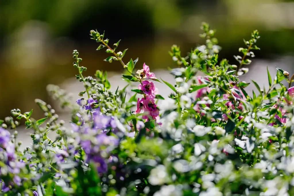 Angelonia: piękny kwiat o długim okresie kwitnienia