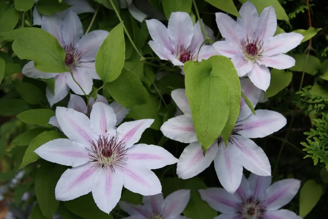 Jak zabezpieczyć rośliny ozdobne na zimę i odsłaniać je po mrozach?